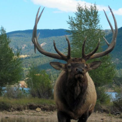 Elk with large antlers