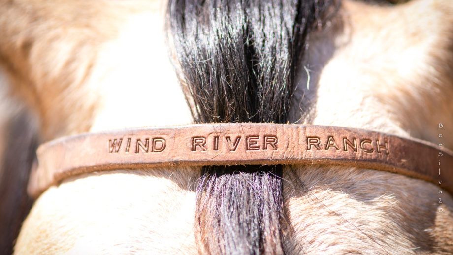 A closeup of a horse with "Wind River Ranch" written on the saddle.