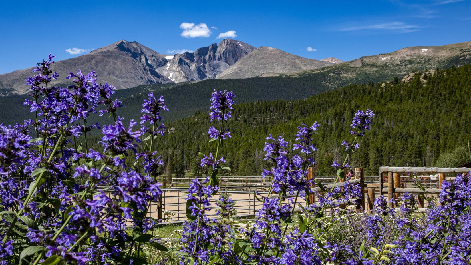 Bright purple flowers and a mountainous landscape.